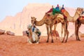 Camels in the desert Wadi Rum, Jordan Royalty Free Stock Photo