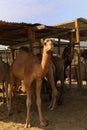 Camels at Doha market