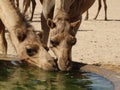 Camels drinking at a watering station in the Saudi Arabian desert