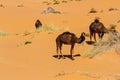 Dromedary Camels. Erg Chebbi, Morocco, Africa Royalty Free Stock Photo