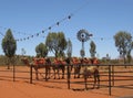 Camels at a dromedary farm