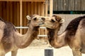 Camels dromedarys in Love. A Kiss between two camels Royalty Free Stock Photo