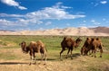 Camels dune desert - mongolia
