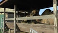 Camels eating wheat in wooden cage