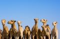 Camels, emirates Royalty Free Stock Photo