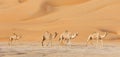 Camels in the Empty Quarter Royalty Free Stock Photo