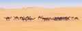 Camels in the Empty Quarter Royalty Free Stock Photo