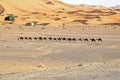 Camels in the Erg Chebbi Desert, Morocco Royalty Free Stock Photo