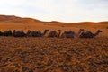Camels in the Erg Chebbi desert Morocco Africa Royalty Free Stock Photo
