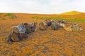 Camels in the Erg Chebbi desert in Morocco Royalty Free Stock Photo