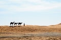 Camels at erg shebby