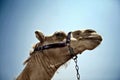 Camels face up close Royalty Free Stock Photo