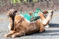 Camels at the famous Echadero de Camellos of the Timanfaya National Park on the volcanic island of Lanzarote, Canary Islands,