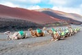 Camels at the famous Echadero de Camellos of the Timanfaya National Park on the volcanic island of Lanzarote, Canary Islands,