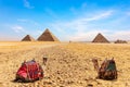 Camels at the foot of the Giza Pyramids, Cairo, Egypt Royalty Free Stock Photo