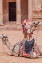 Camels in front of the Al Khazneh temple (The Treasury) in the ancient city Petra, Jord Royalty Free Stock Photo