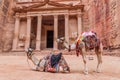 Camels in front of the Al Khazneh temple (The Treasury) in the ancient city Petra, Jord Royalty Free Stock Photo
