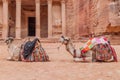 Camels in front of the Al Khazneh temple (The Treasury) in the ancient city Petra, Jord Royalty Free Stock Photo