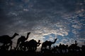 Camels in front of dramatic cloudy sky