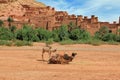 Camels in front of Kasbah Ait Ben Haddou near Ouarzazate in the Atlas Mountains of Morocco. Royalty Free Stock Photo
