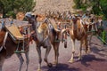 Camels in Fuerteventura island zoo