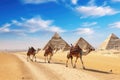 Camels in Giza pyramids, Cairo, Egypt, Africa, pyramids giza cairo in egypt with camel caravane panoramic scenic view, AI Royalty Free Stock Photo