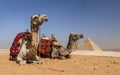 Camels of Gizeh, Egypt