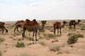 Camels in Gobi Desert