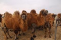 Camels in the Gobi Desert, Mongolia Royalty Free Stock Photo