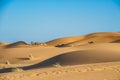 Camels in desert of Sahara, Morocco Royalty Free Stock Photo