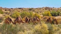 Camels graze in the Karakum desert. Turkmenistan. Royalty Free Stock Photo