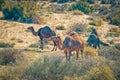 Camels graze in the Karakum desert. Turkmenistan.