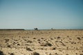 Camels are grazing on the Atlantic Ocean coast