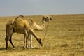 Camels grazing in the Negev south Israel Royalty Free Stock Photo