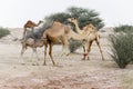 Camels grazing in the desert