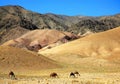 Camels grazing in a field with colorful mountain scenery near Chisht-e-Sharif in Herat Province, Afghanistan