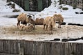 Camels grazing on hay at a snowy farm