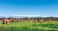 Camels grazing near Taroudant, Morocco