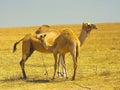 Camels grazing in the Negev south Israel Royalty Free Stock Photo