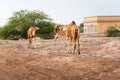 Camels grazing on plants in the desert city