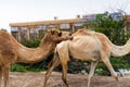 Camels grazing on plants in the desert city