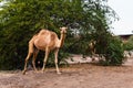 Camels grazing on plants in the desert city