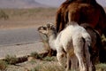 Camels grazing on the roadside in the Moroccan desert