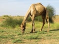 Grazing camel in Jaisalmer desert