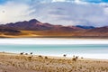 Camels grazing on the shores of the Tuyajto lagoon in South American Royalty Free Stock Photo