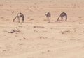 Camels grazing in Wadi Rum desert, Jordan Royalty Free Stock Photo