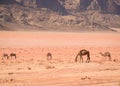 Camels grazing in Wadi Rum desert, Jordan Royalty Free Stock Photo