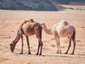 Camels grazing in Wadi Rum desert, Jordan Royalty Free Stock Photo