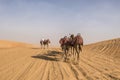 Camels in desert of Abu Dhabi, UAE. Leaded dromedaries riding in desert. Royalty Free Stock Photo