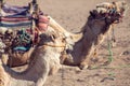 camels have a rest in the desert of Egypt Royalty Free Stock Photo